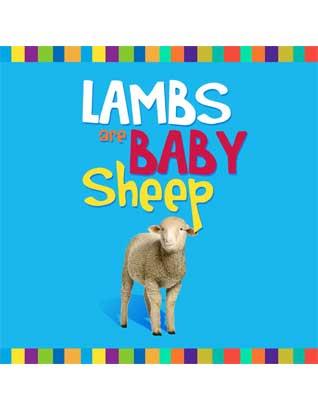 Lambs are Baby Sheep